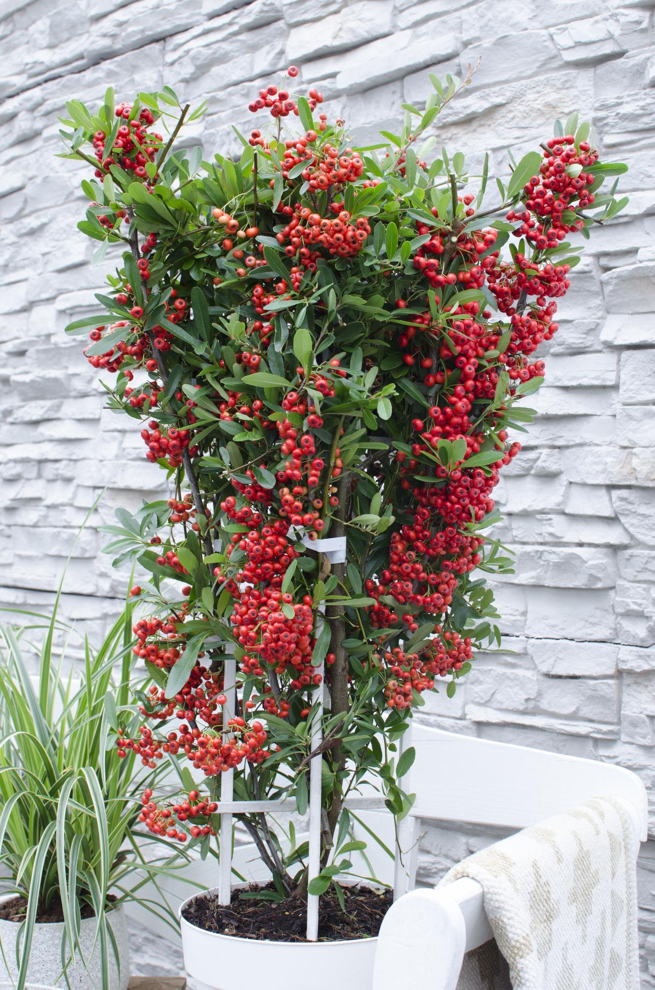 Pyracantha coccinea Red Star - Ø23cm - ↕75cm - Ø23 - ↨75cm
