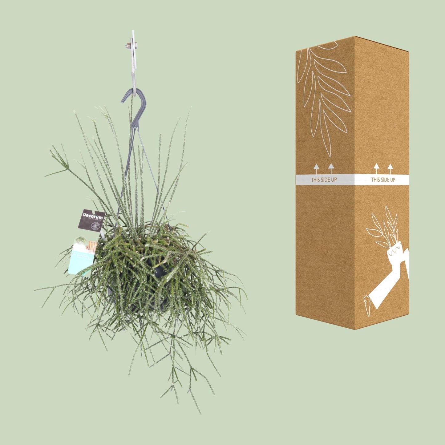 Rhipsalis Pilocarpa - Ø17cm - ↕30cm