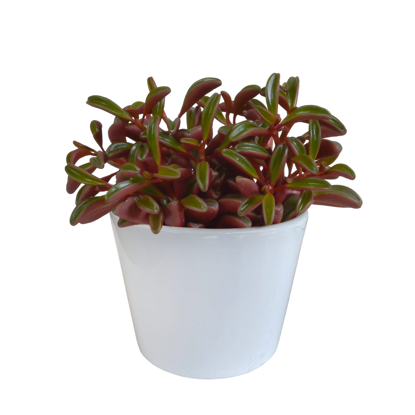 Erbsenstrauch (Peperomia graveolens) – Exotische, pflegeleichte Zimmerpflanze