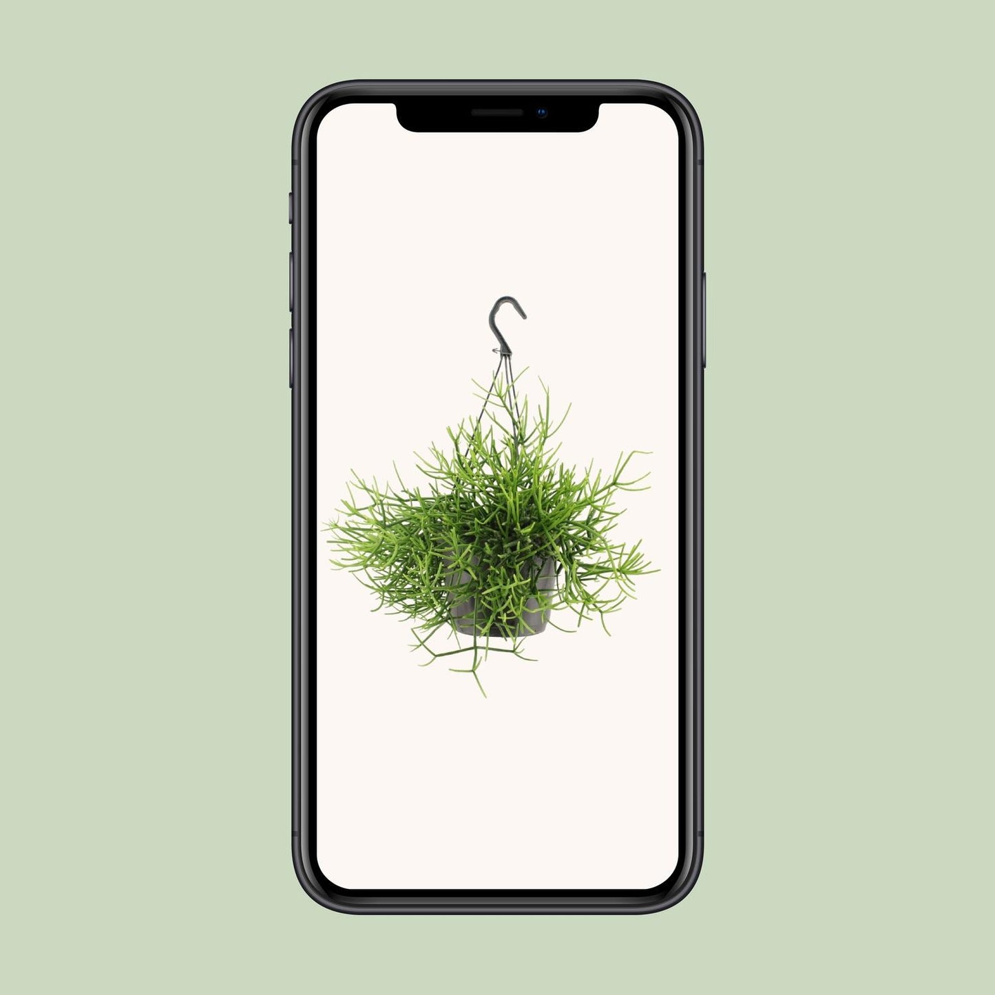 Rhipsalis Heteroclada - Ø17cm - ↕25cm