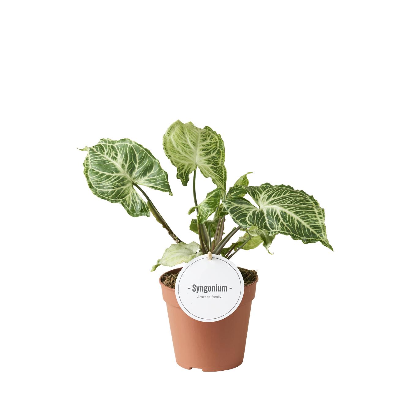 Syngonium Batik - Ø12cm - ↕20cm
