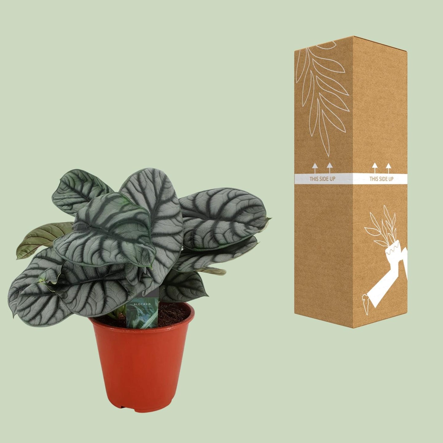 Alocasia Silver Dragon - Ø19cm - ↕45cm