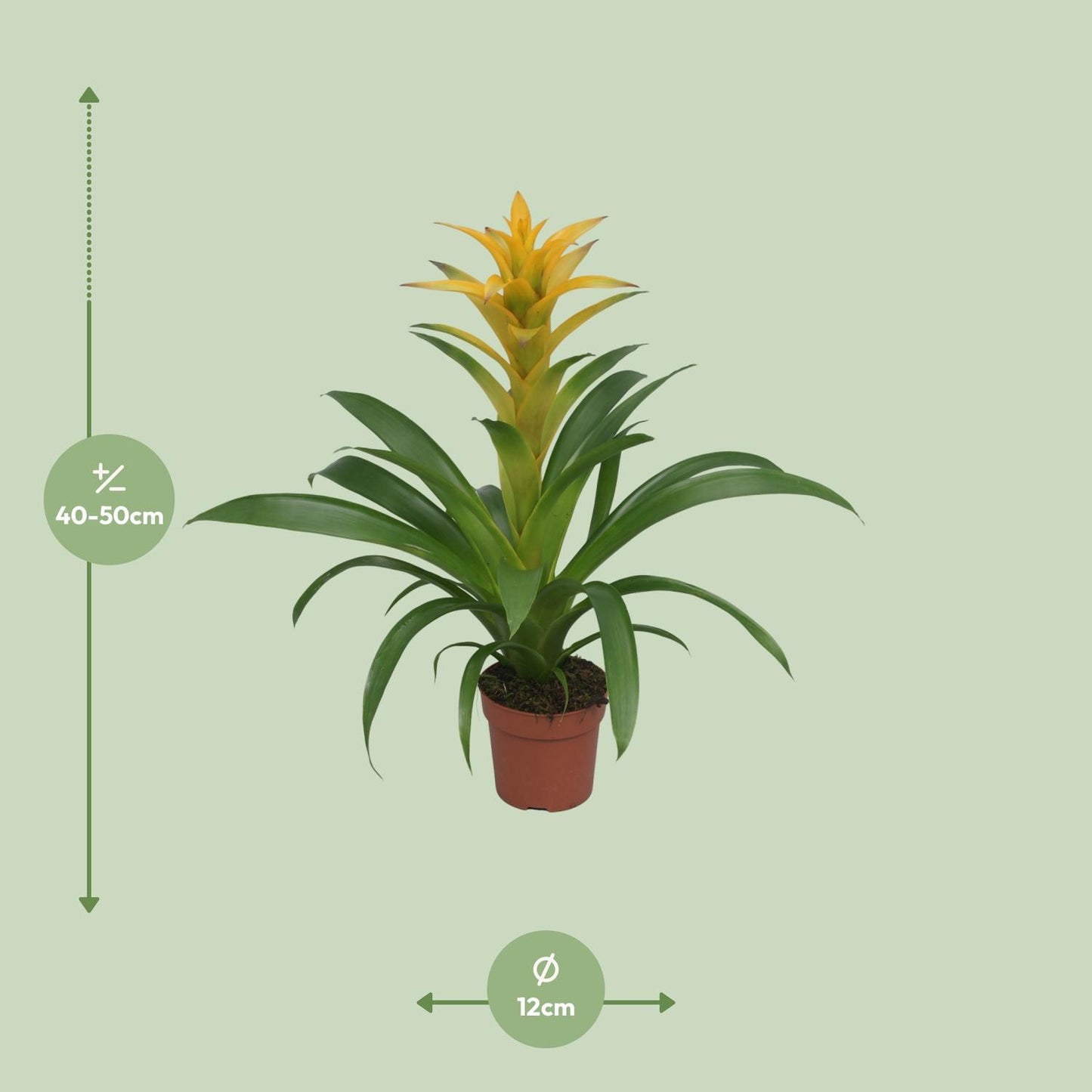 Guzmania Desire - Ø12 ↕45