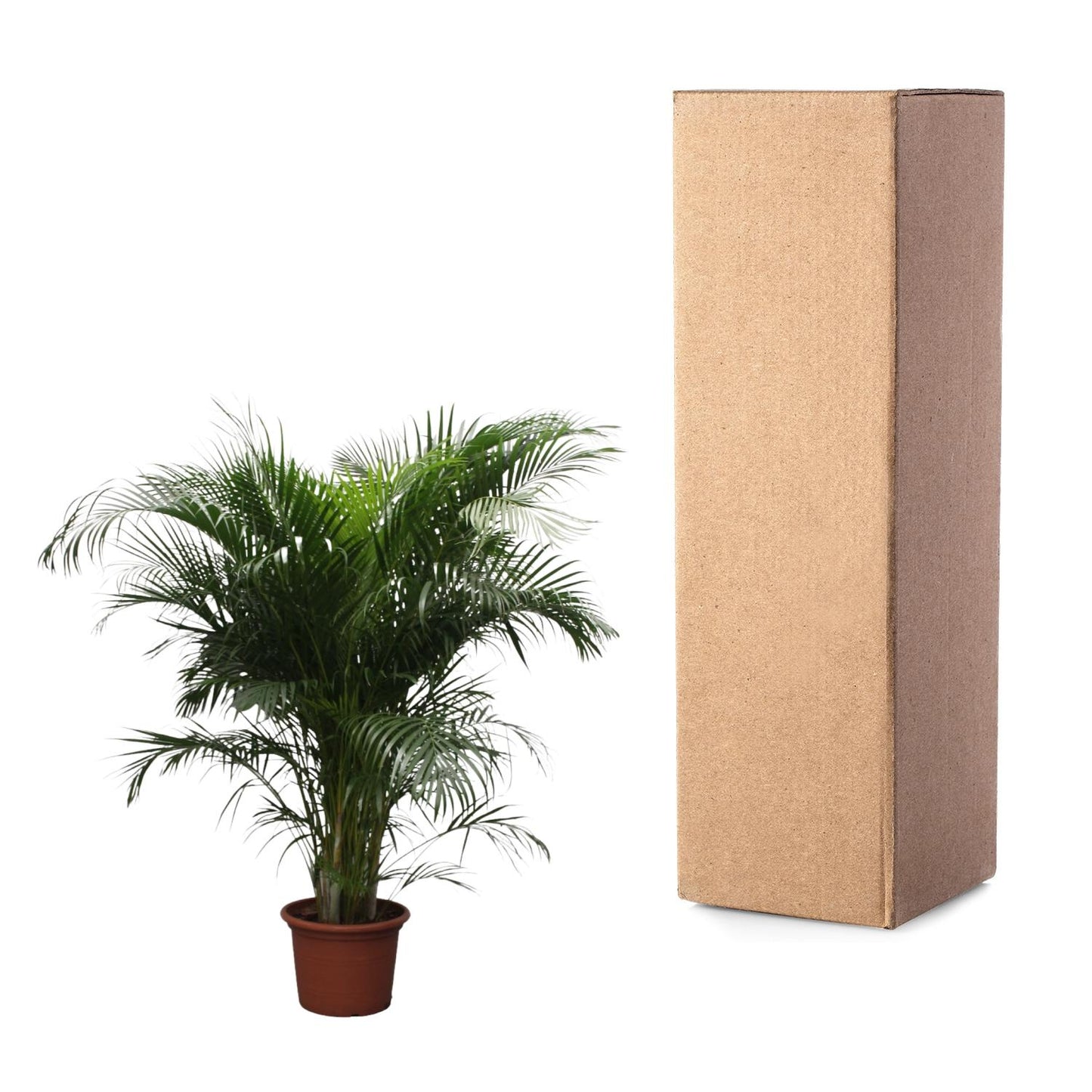 Goldpalme 230 cm – Tropische, pflegeleichte Zimmerpflanze