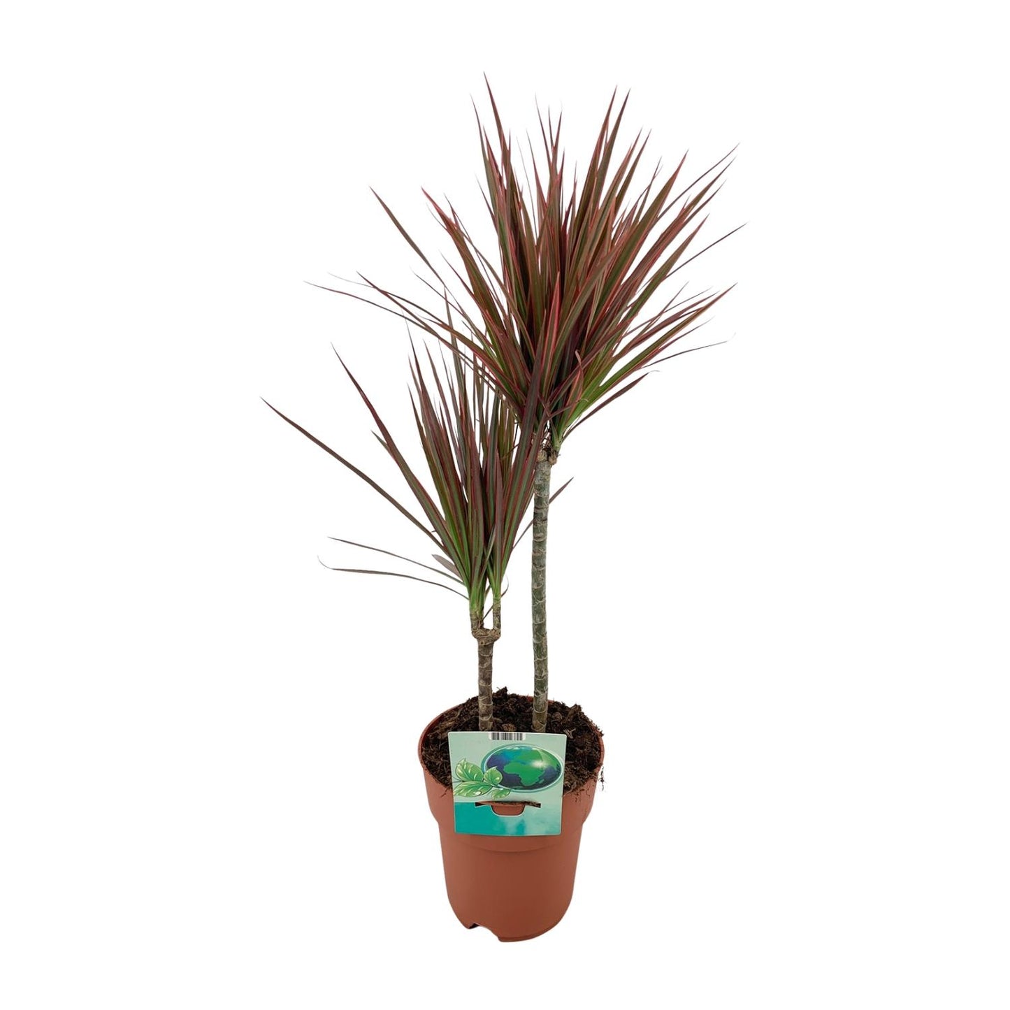 Dracaena Marginata Bicolor - Ø19cm - ↕70cm