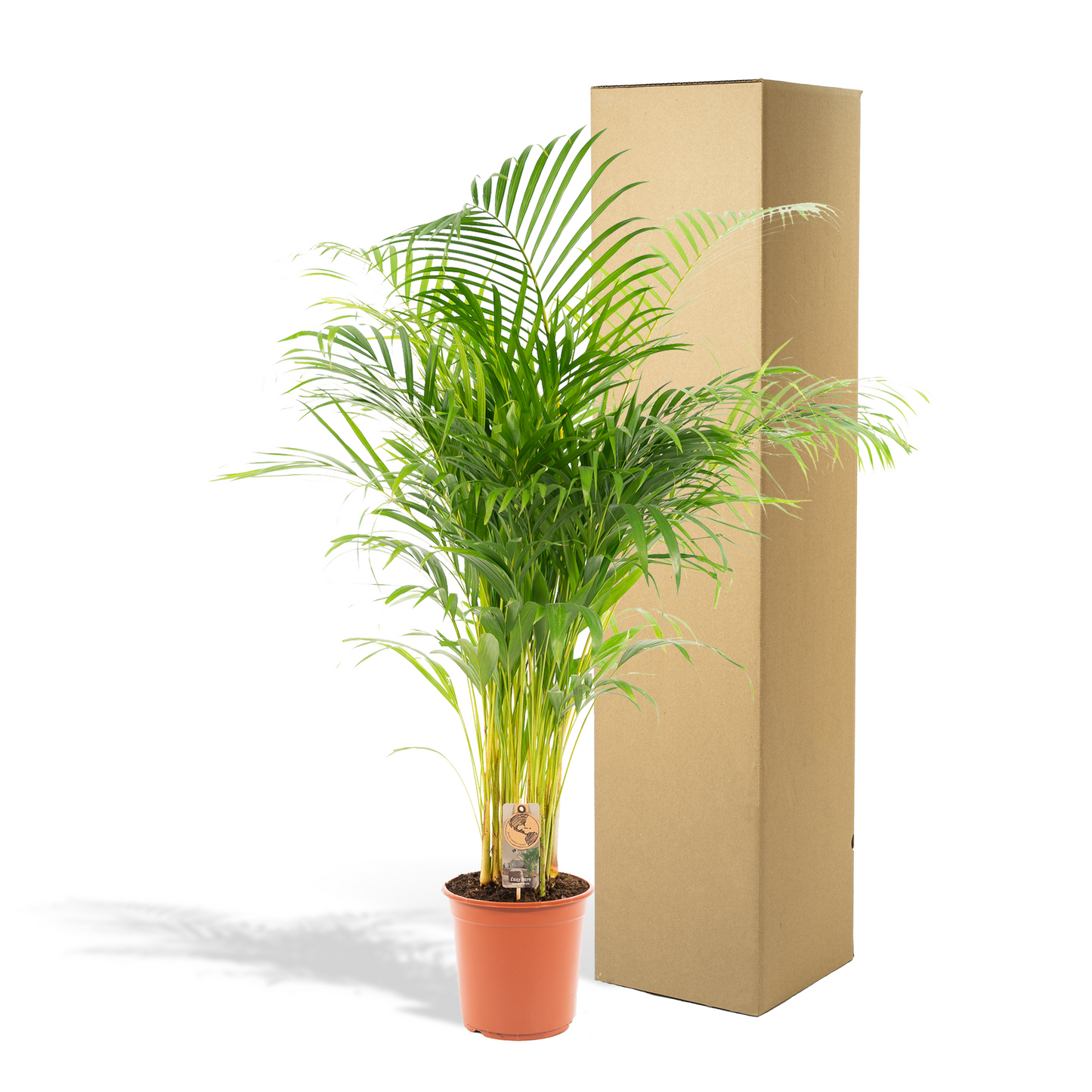 Goldfruchtpalme Areca Palme – 130 cm, luftreinigend