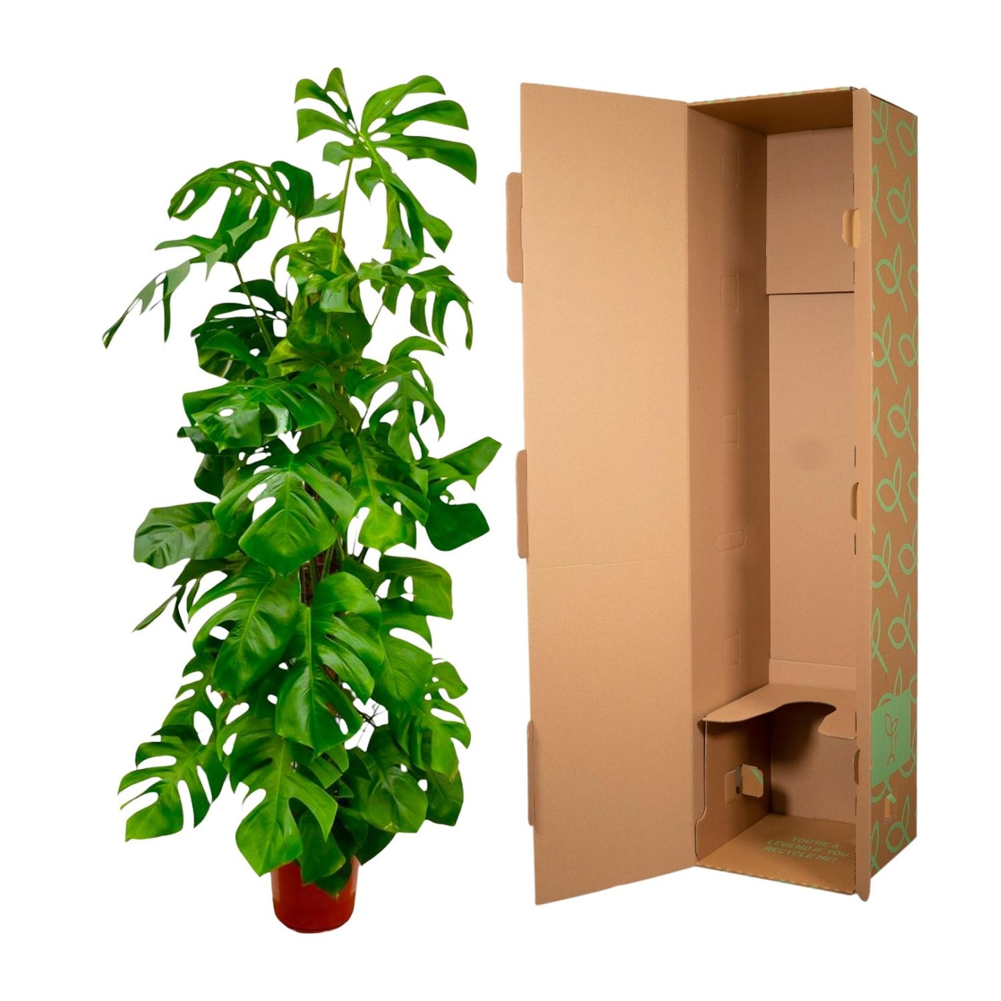 Fensterblatt XXL – Monstera Deliciosa Zimmerpflanze 180 cm