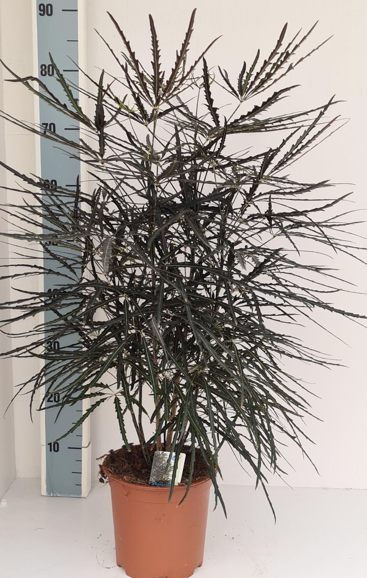 Dizygotheca Elegantissima