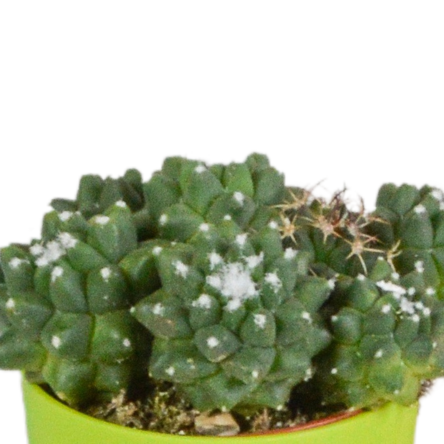 Kakteen Mix 5er Set – Mini Kakteen im Topf