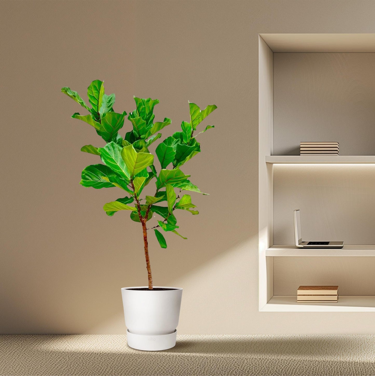 Ficus Lyrata-Stamm - 170 cm - ⌀30