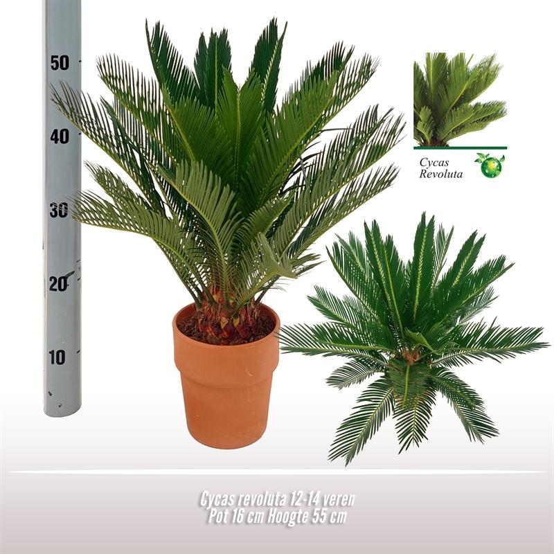 Cycas Revoluta - Ø16 ↕60