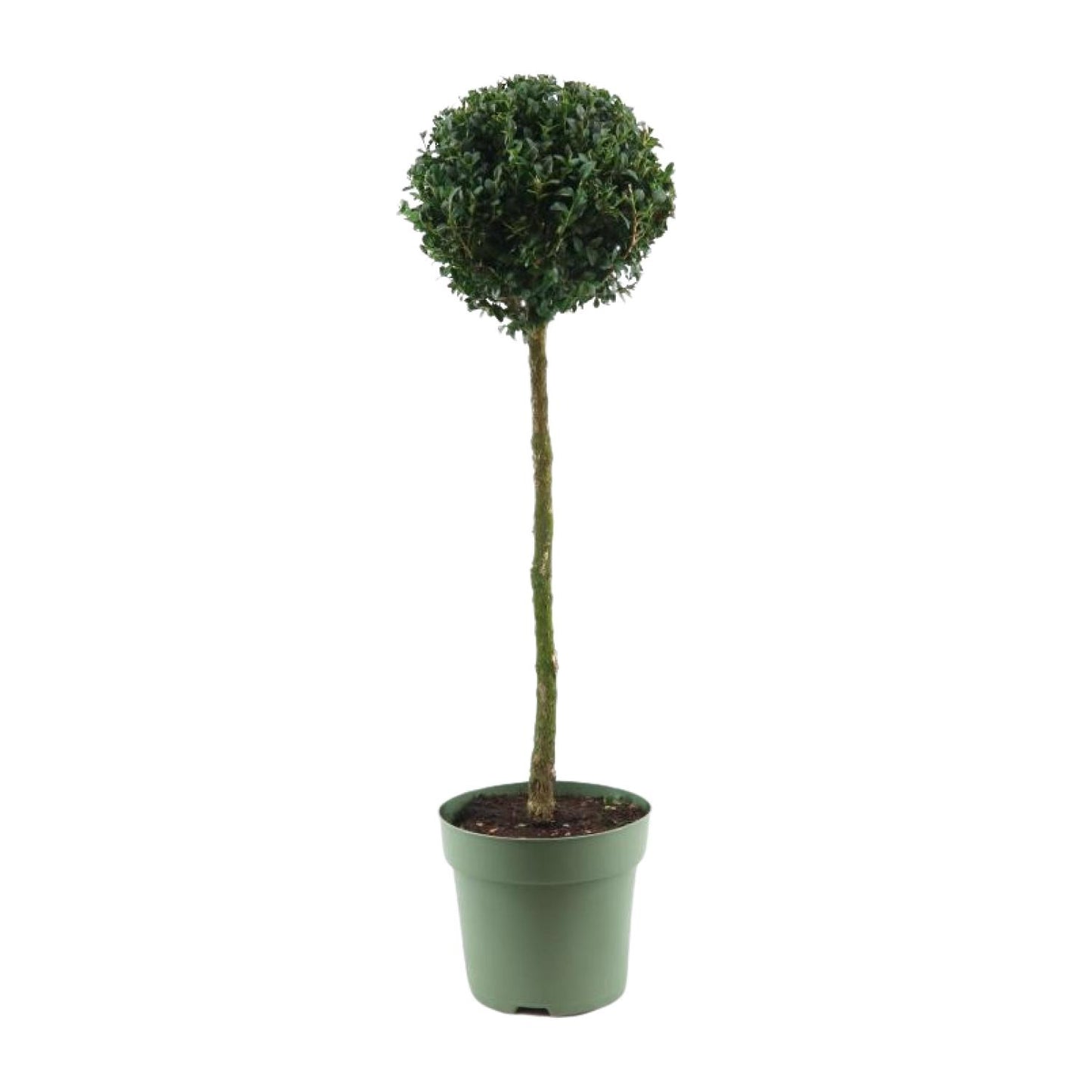 Buxus Semp. Mono-Ball - Ø23cm - ↕85cm