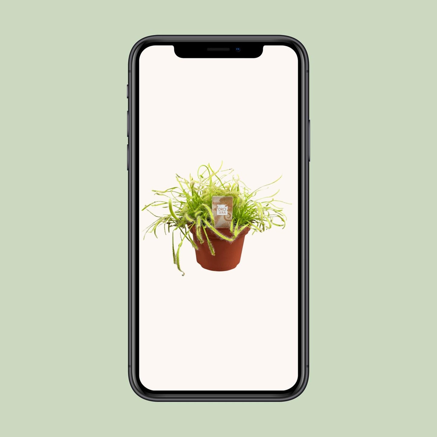 Drosera Capensis - Ø12cm - ↕17cm