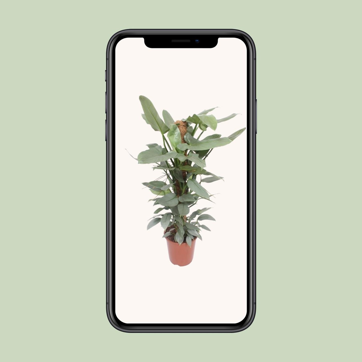 Philodendron Hastatum - Ø27cm - ↕130cm