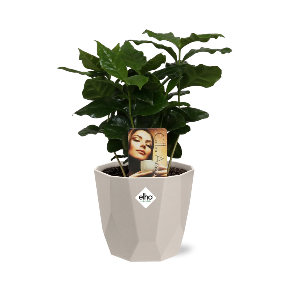 Coffea Arabica in ELHO b.for rock 14 cm warm grey