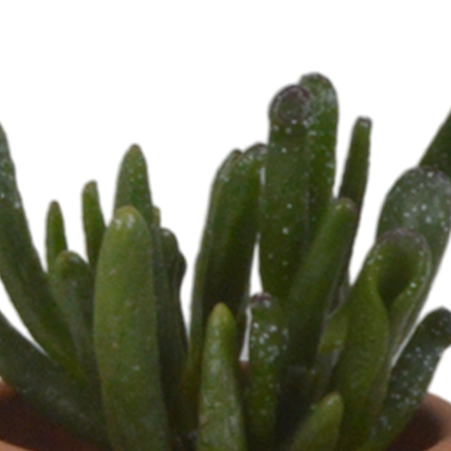 Vetplanten-Mischung 5,5 cm - 5x - in terracotta pot