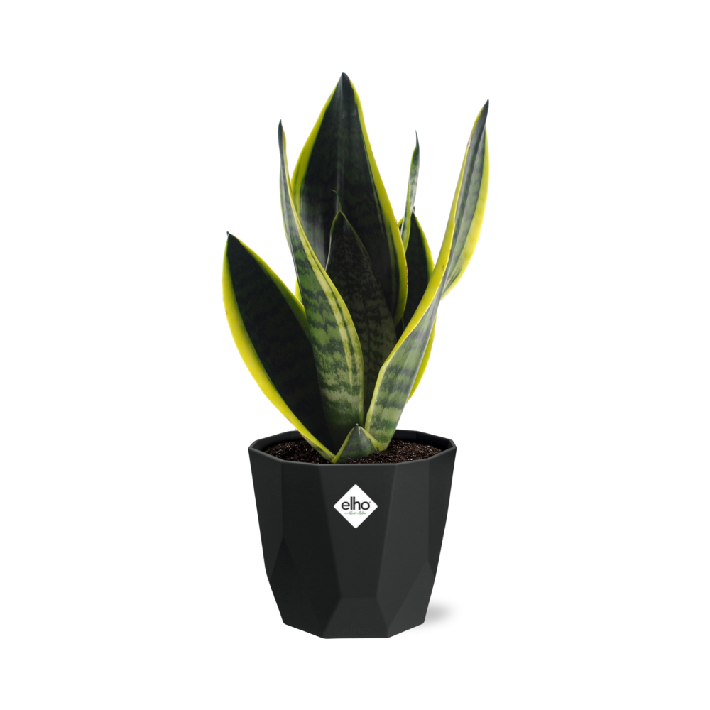Sansevieria Futura Superba in 14cm b.for rock living black
