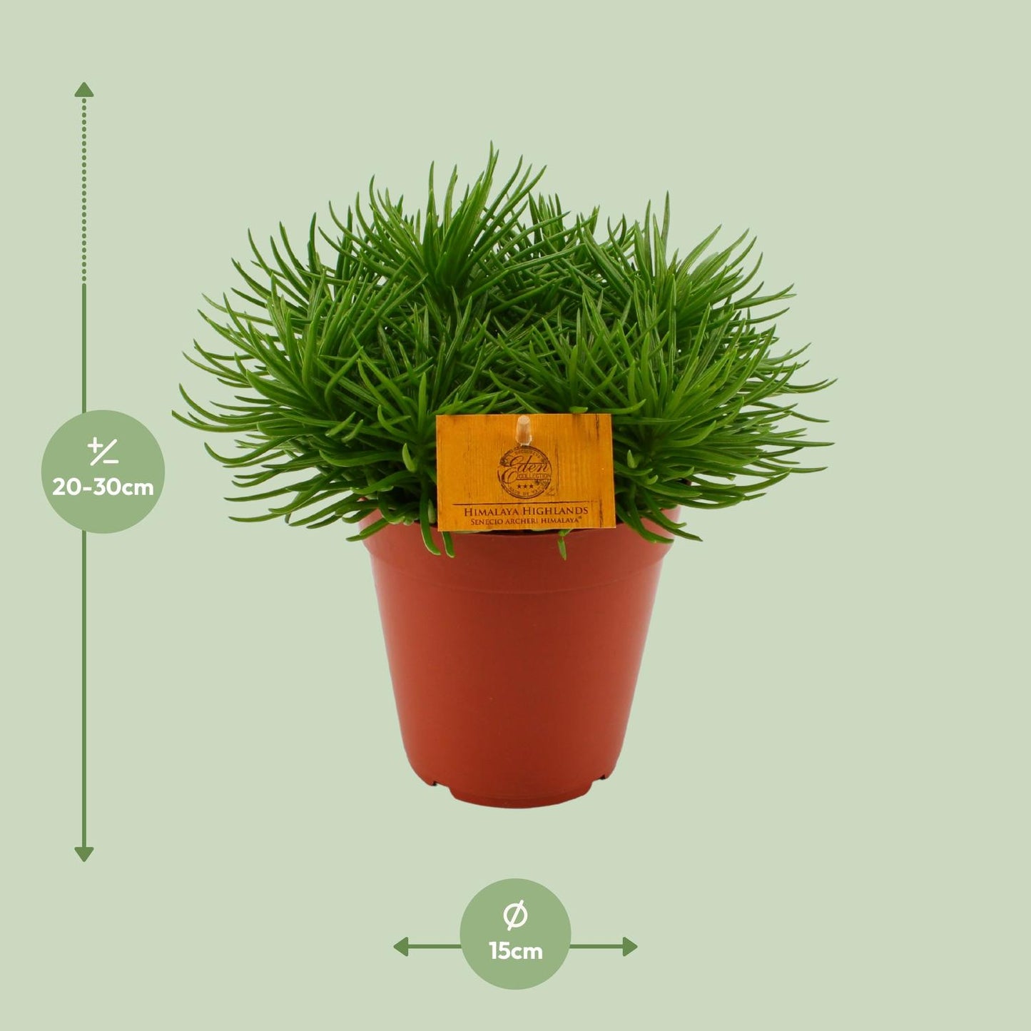 Senecio Himalaya - Ø15cm - ↕25cm
