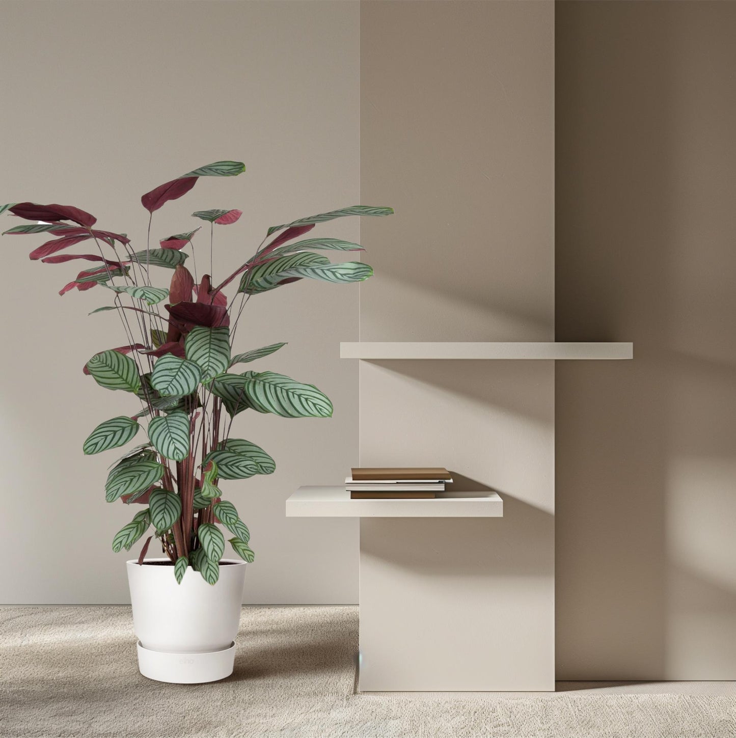 Korbmarante Oppenheimiana – 130 cm dekorative Zimmerpflanze