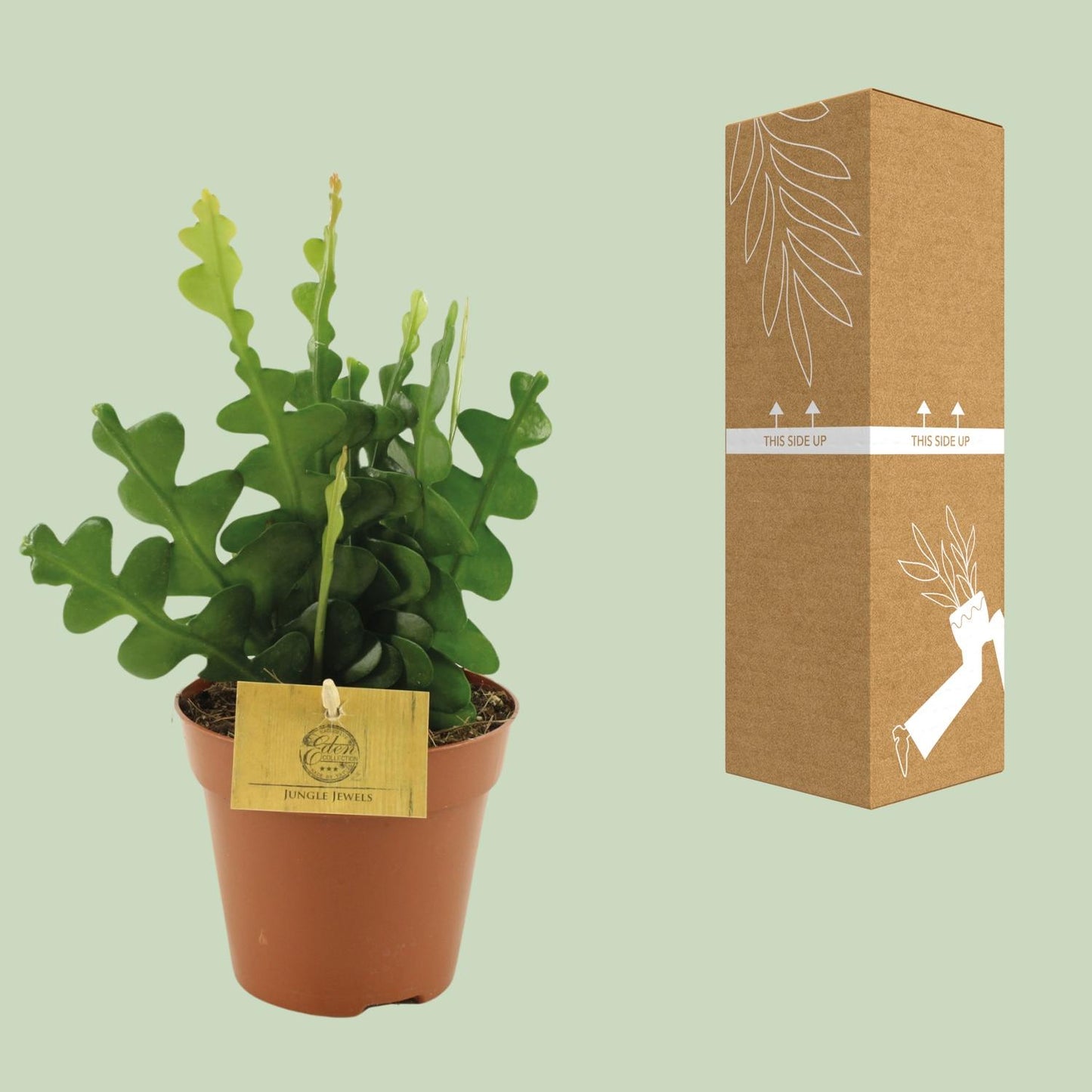 Epiphyllum Anguliger - Ø12cm - ↕30cm