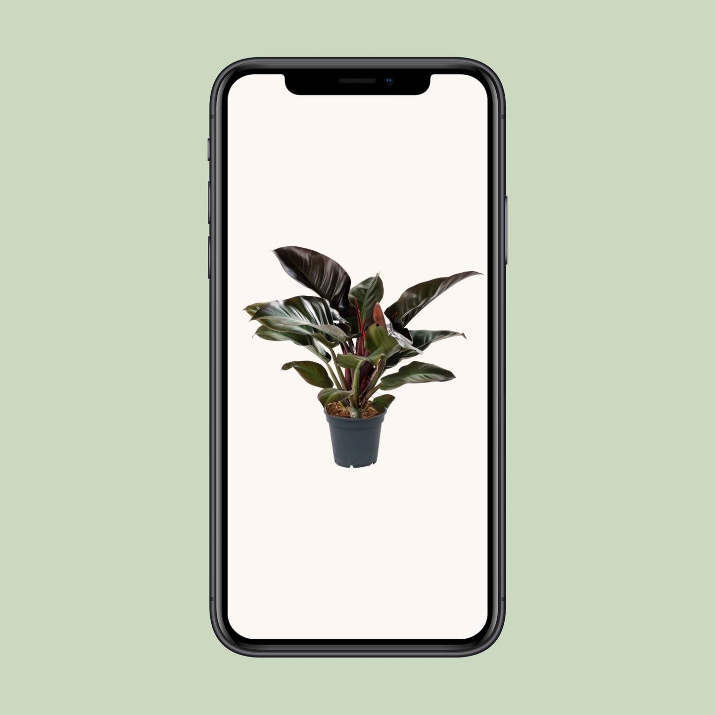 Philodendron Imperial Red - Ø17cm - ↕50cm