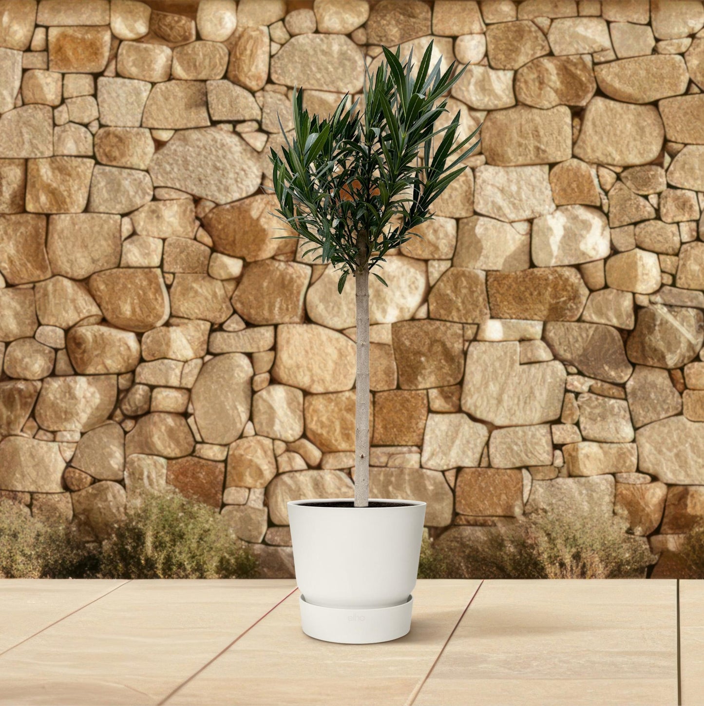 Oleander am Stamm mit roten Blüten – 170 cm Kübelpflanze