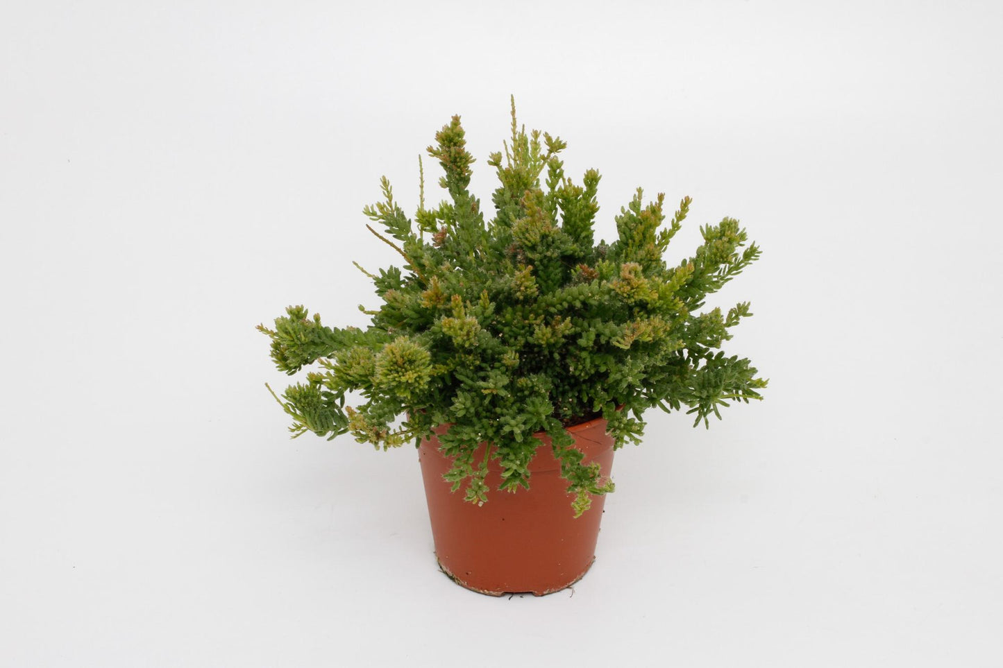 Rhipsalis Mesembryanthemoides - Ø12cm - ↕15cm