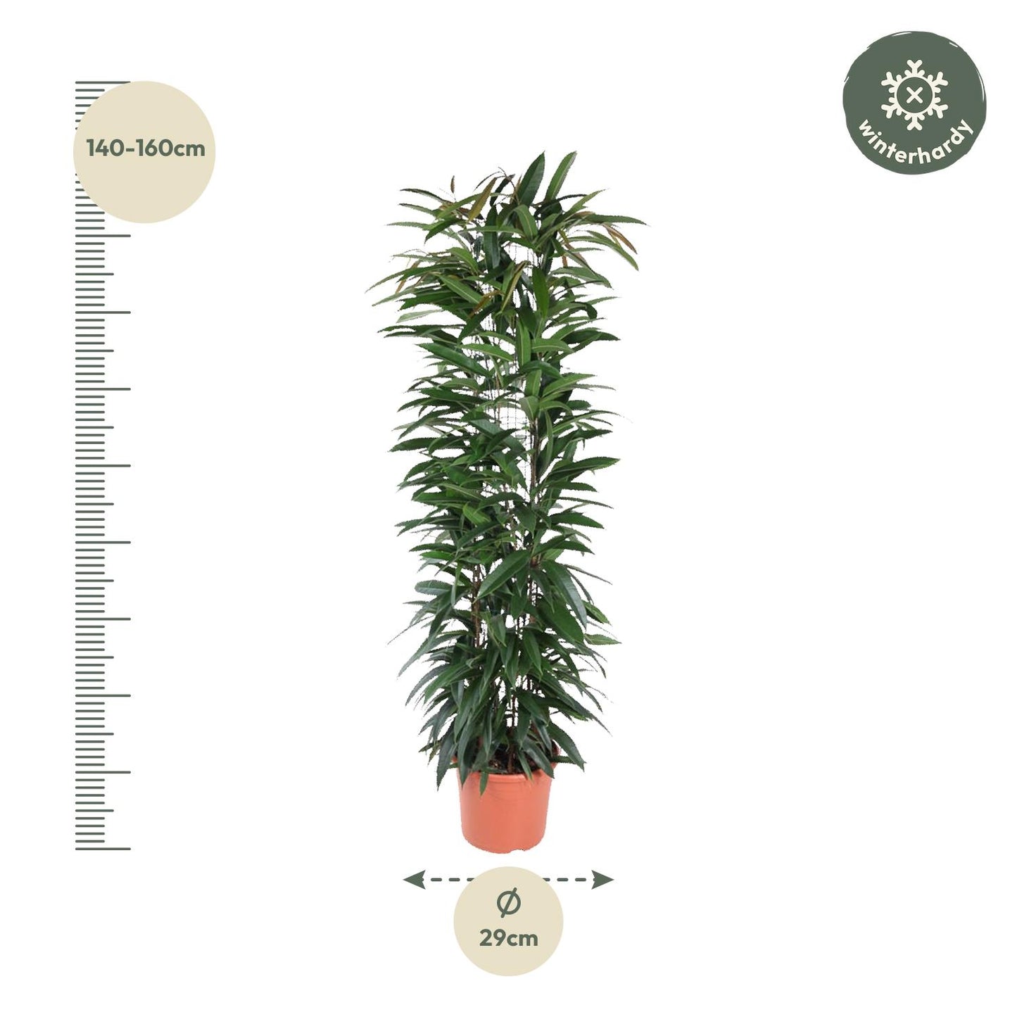 Bananenfeige 'Alii King' – elegante Zimmerpflanze 150 cm