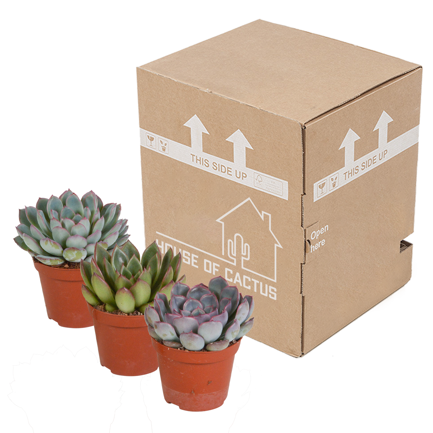 Echeveria Mix 3er Set – Pflegeleichte Sukkulenten 8,5 cm