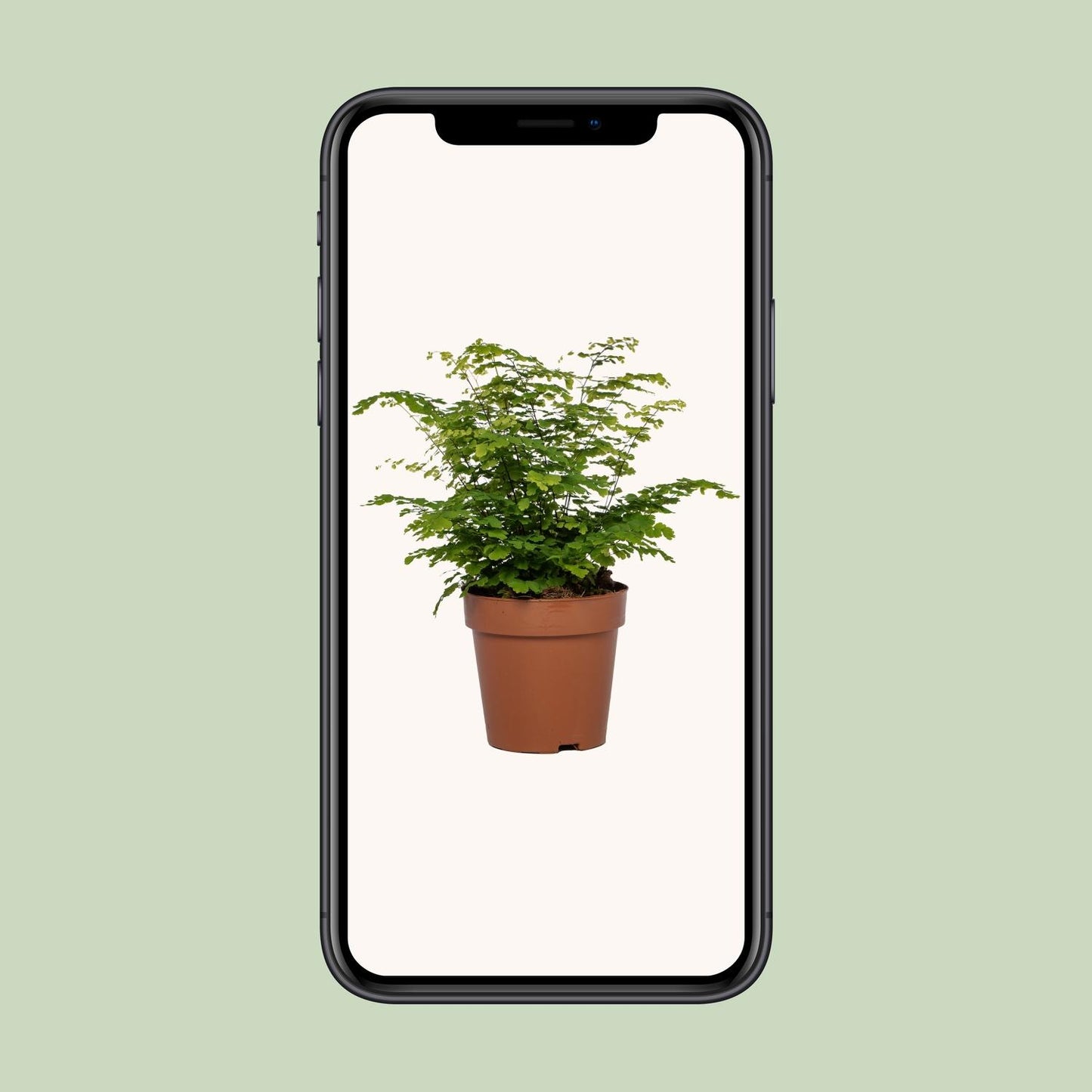 Adiantum Fritz Luthi - Ø12cm - ↕35cm