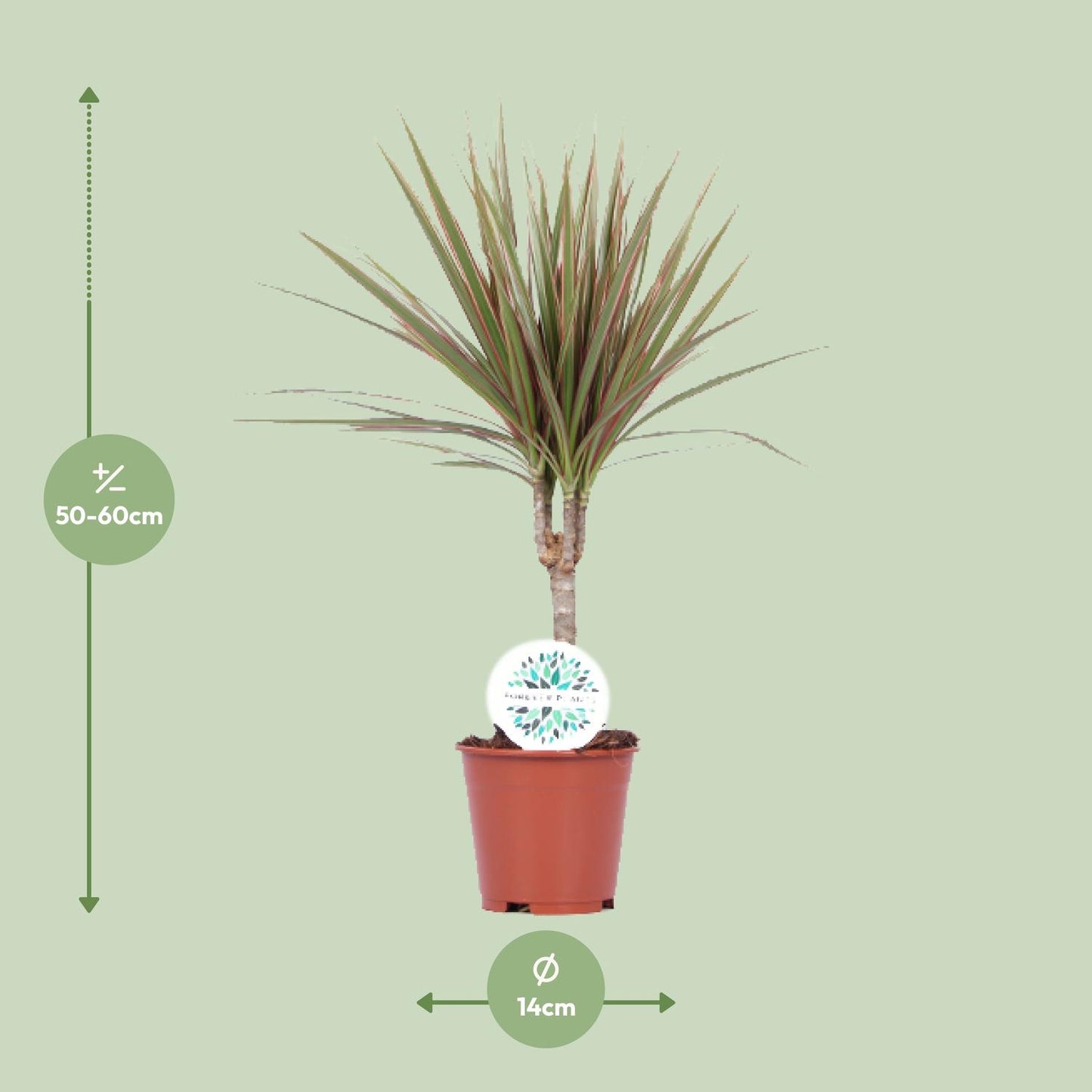 Dracaena Bicolor - Ø14cm - ↕55cm