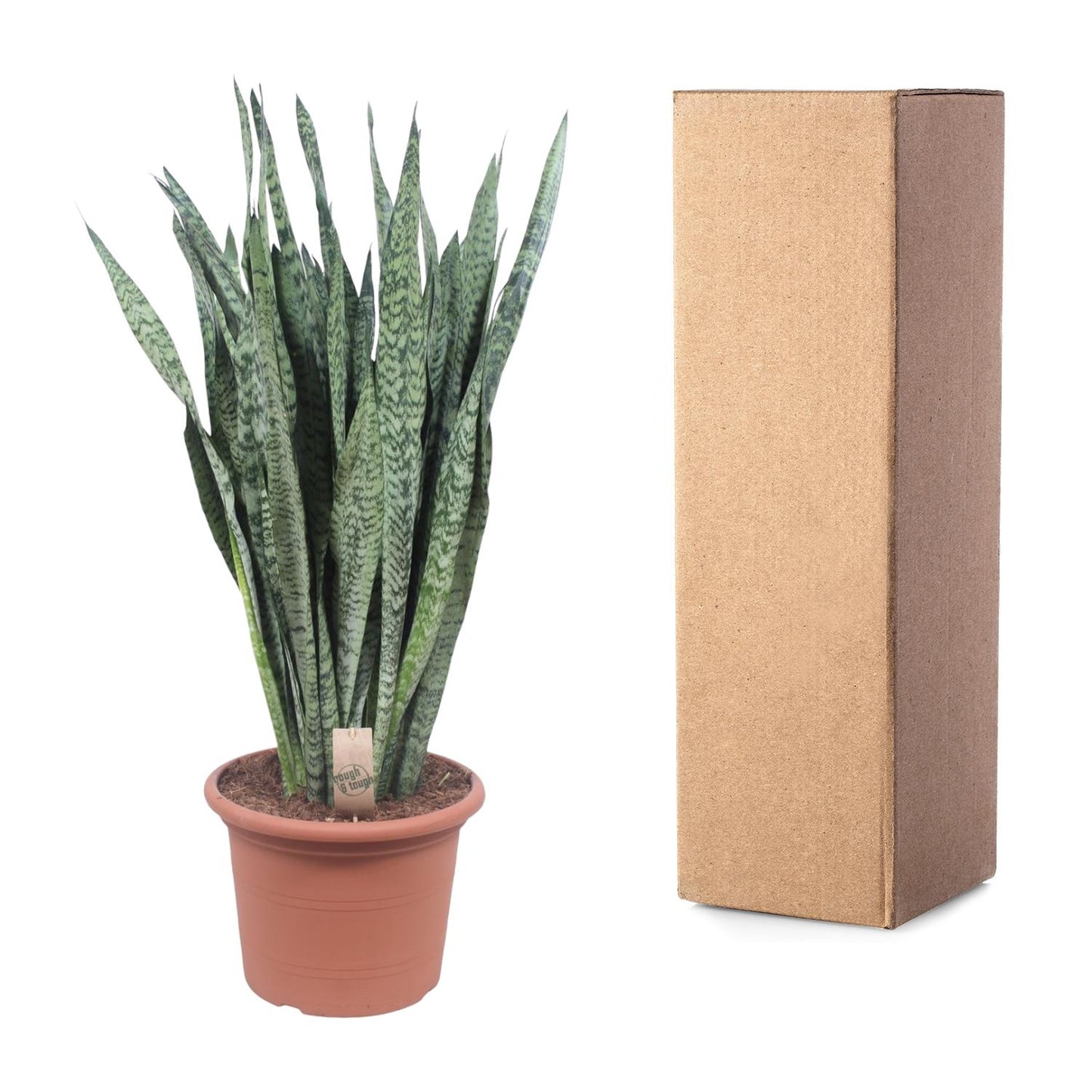 Bogenhanf Zeylanica – 110 cm pflegeleichte Zimmerpflanze