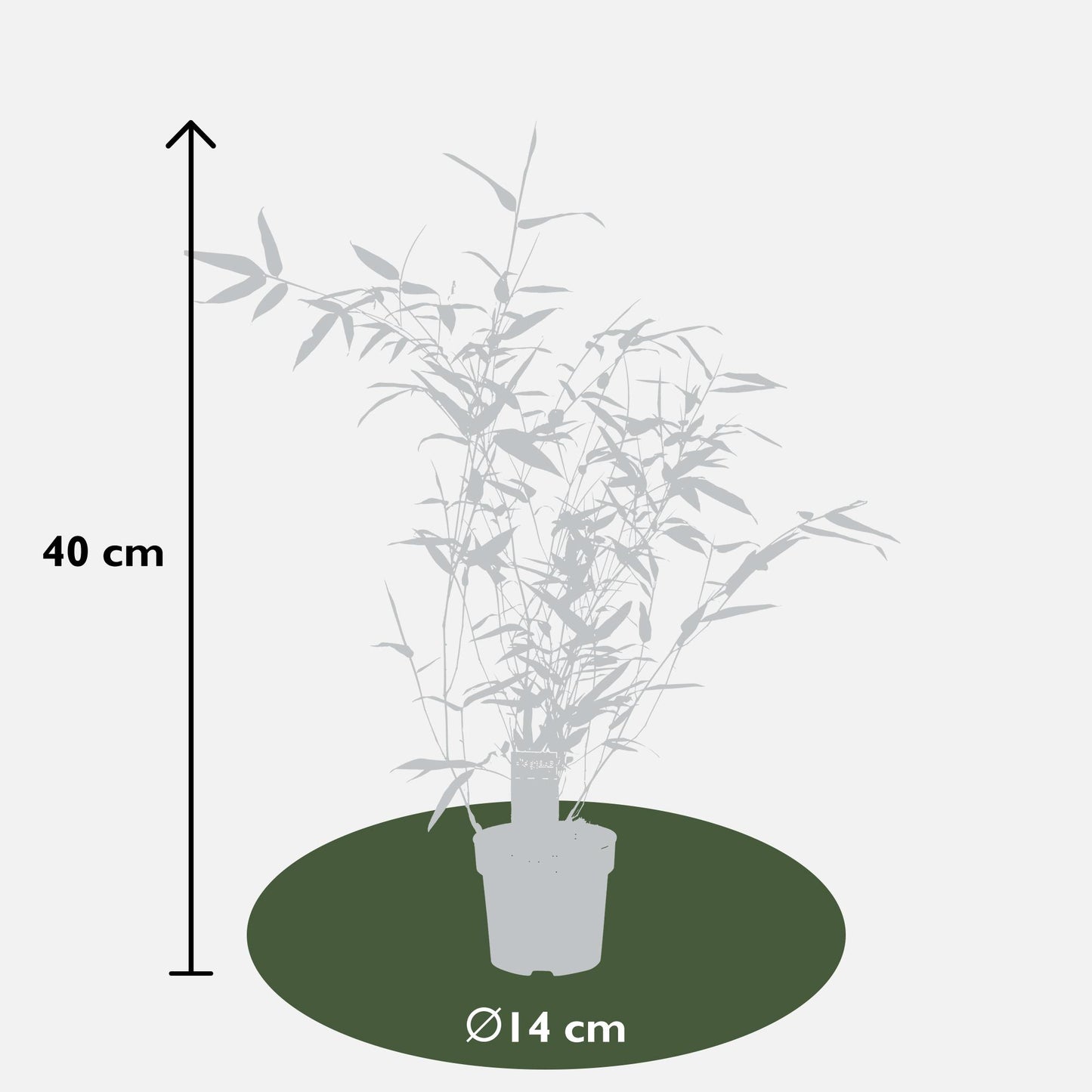 Phyllostachys 'Bissetii' - Ø14cm - ↕40cm
