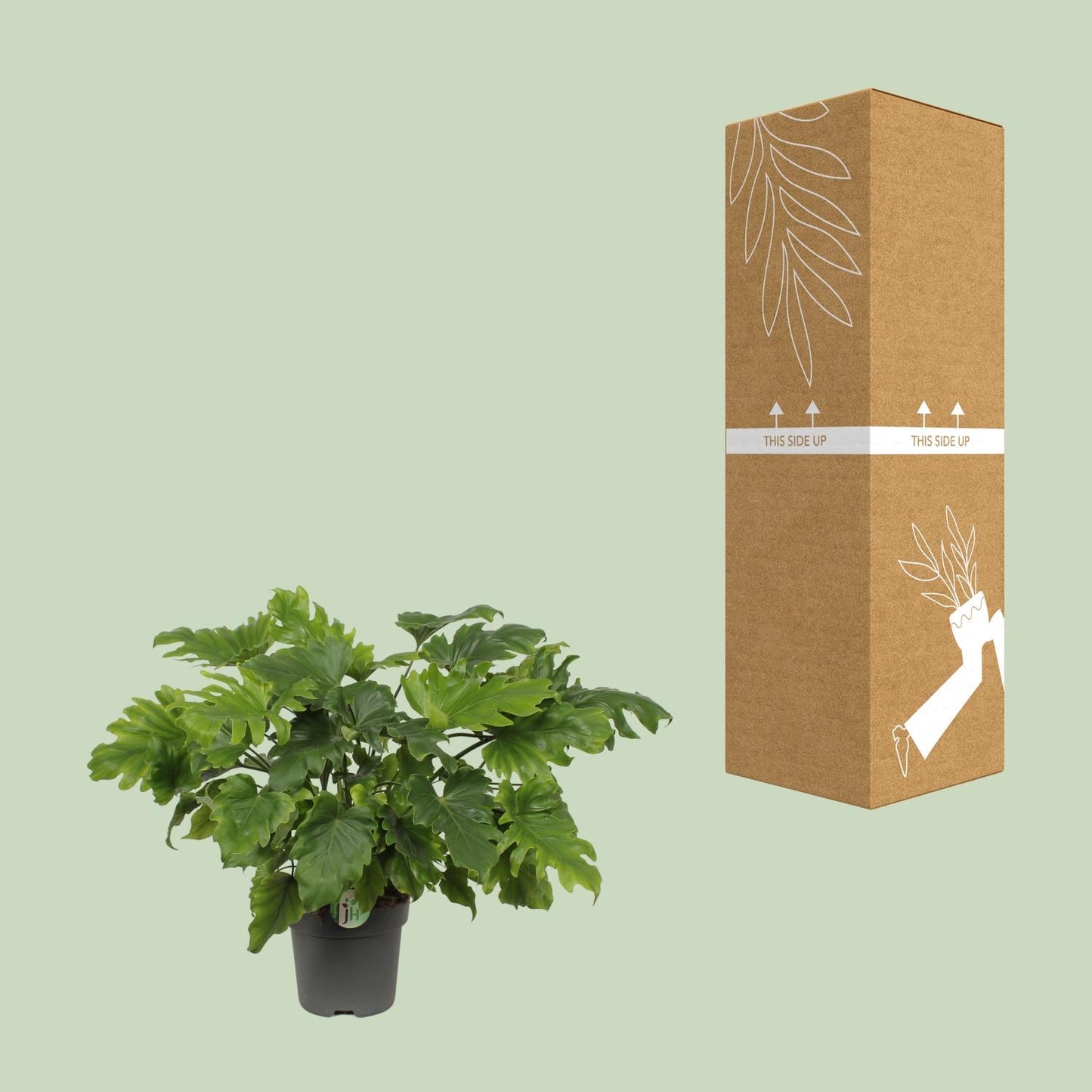 Philodendron Xanadu - Ø21cm - ↕60cm