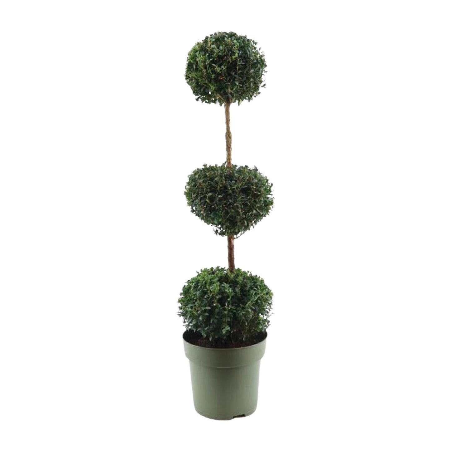 Buxus Semp. Trio-Ball - Ø27cm - ↕110cm