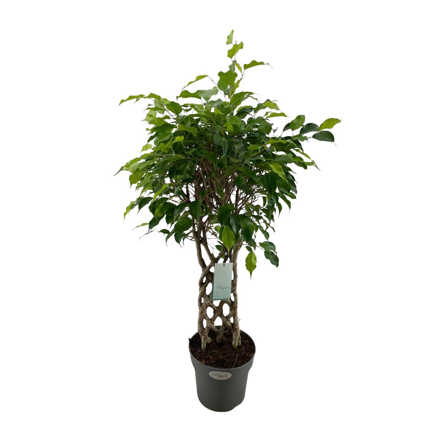 Ficus Benjamina Exotica matt - Ø24cm - ↕100cm