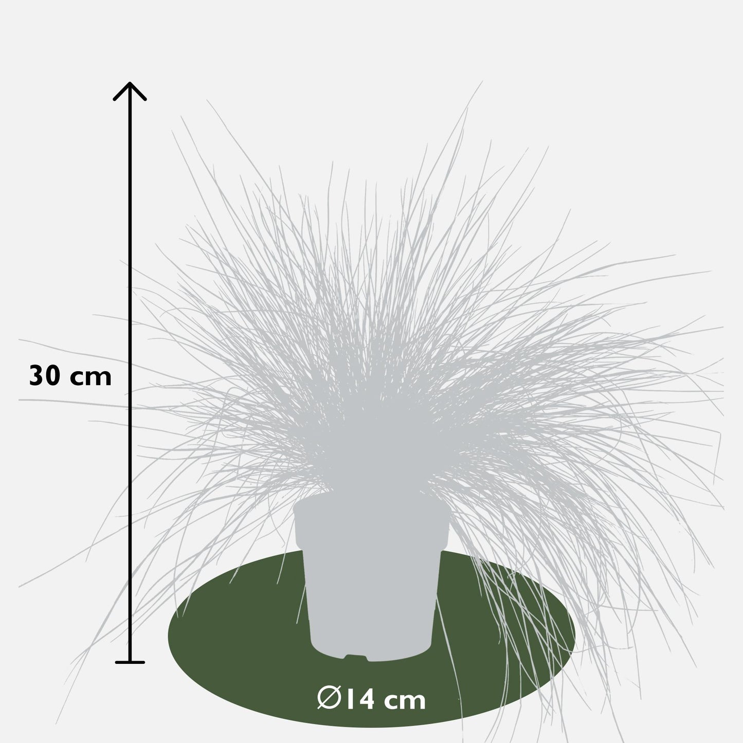 Festuca glauca Azura Blue - Ø14 - ↨30cm
