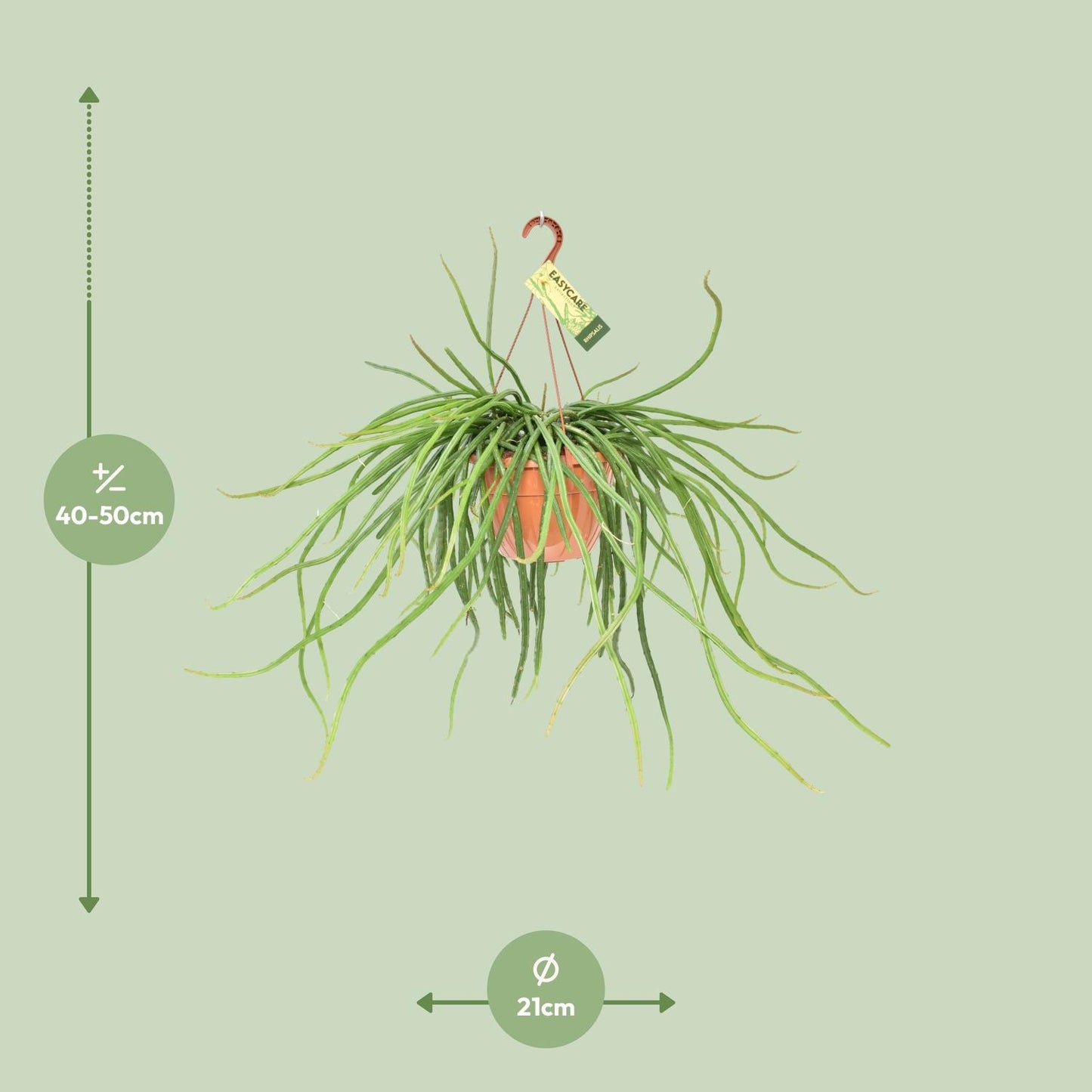 Rhipsalis Selenicereus Wercklei - Ø21cm - ↕50cm