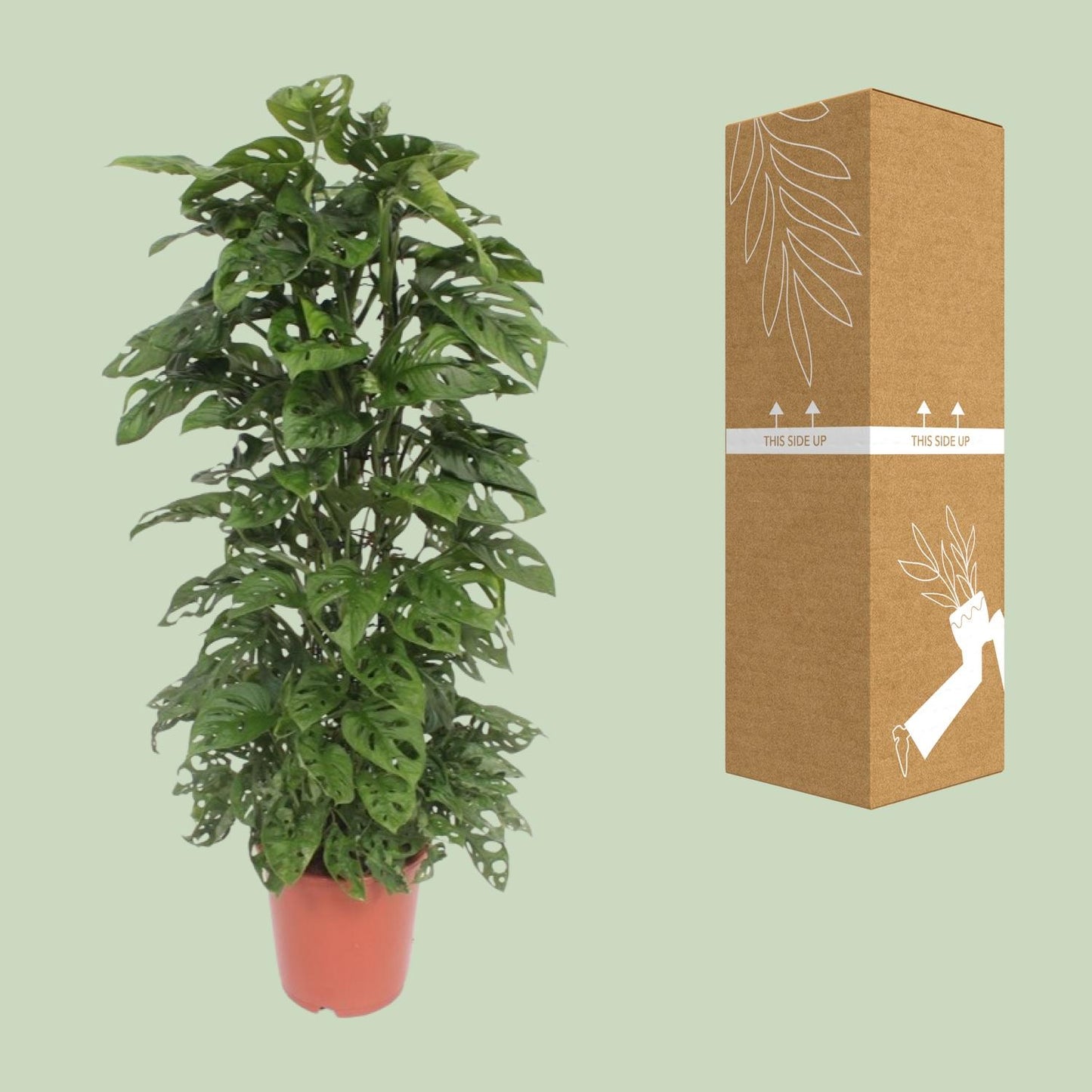 Monstera Monkey Leaf - Ø24cm - ↕120cm