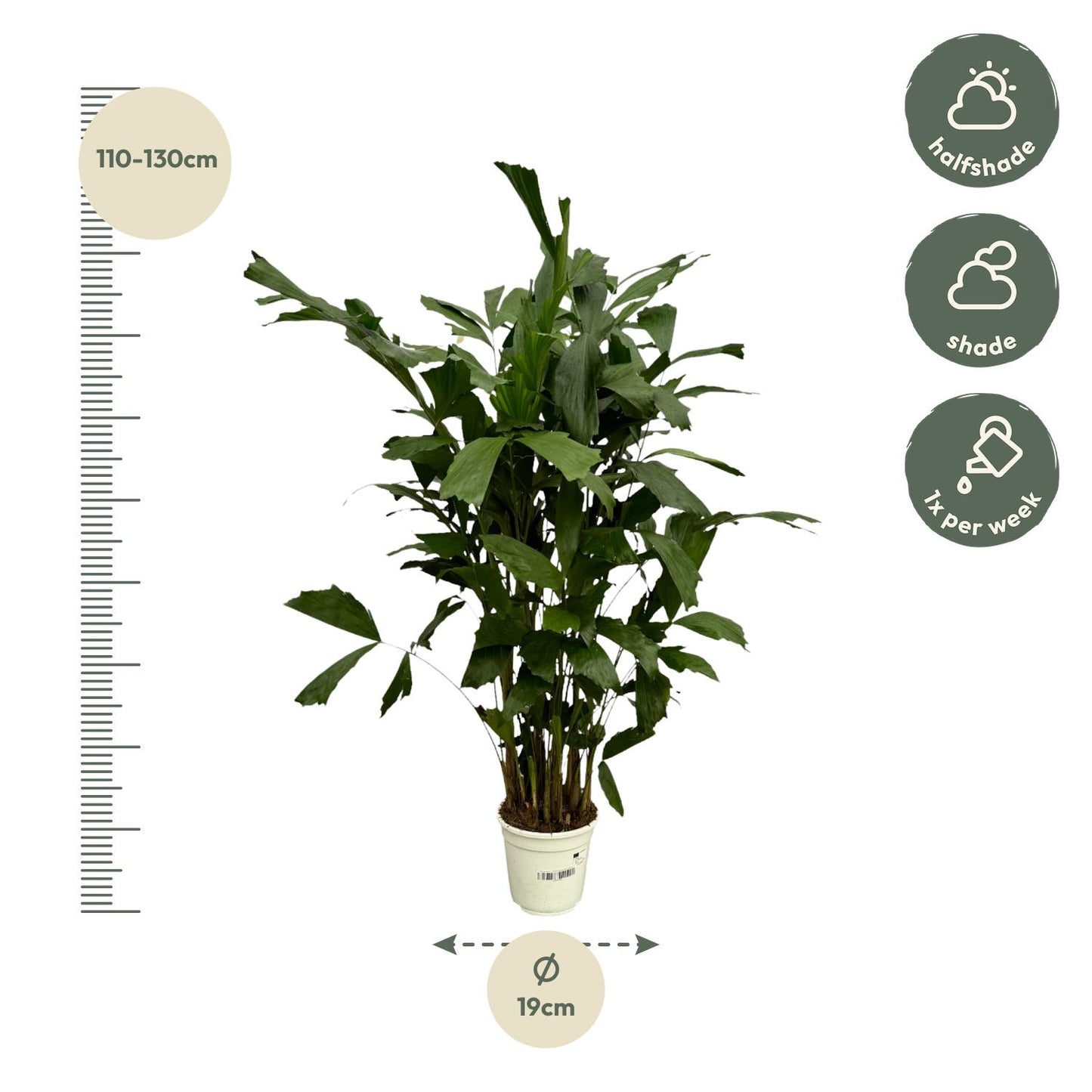 Fischschwanzpalme 110 cm – Exotische Zimmerpflanze