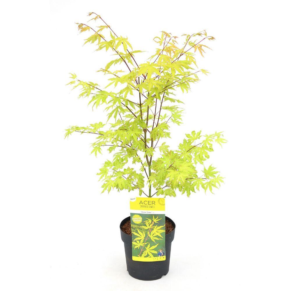 Acer palm. 'Anne Irene' - Ø19cm - ↕40cm