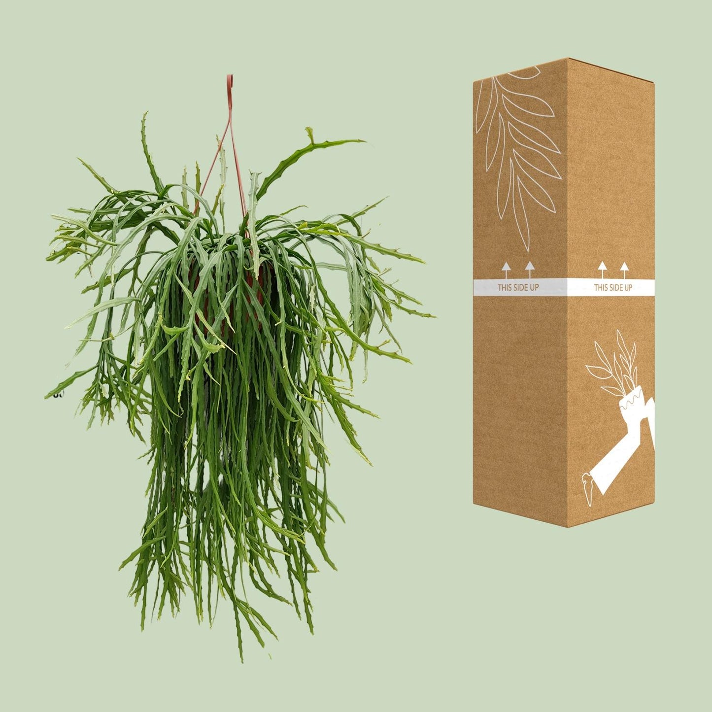 Lepismium Asuntapatense - Ø20cm - ↕60cm