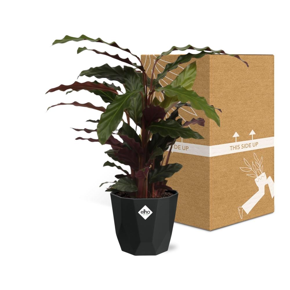 Calathea Rufibarba ‘Tropistar’ in 14cm b.for rock living black