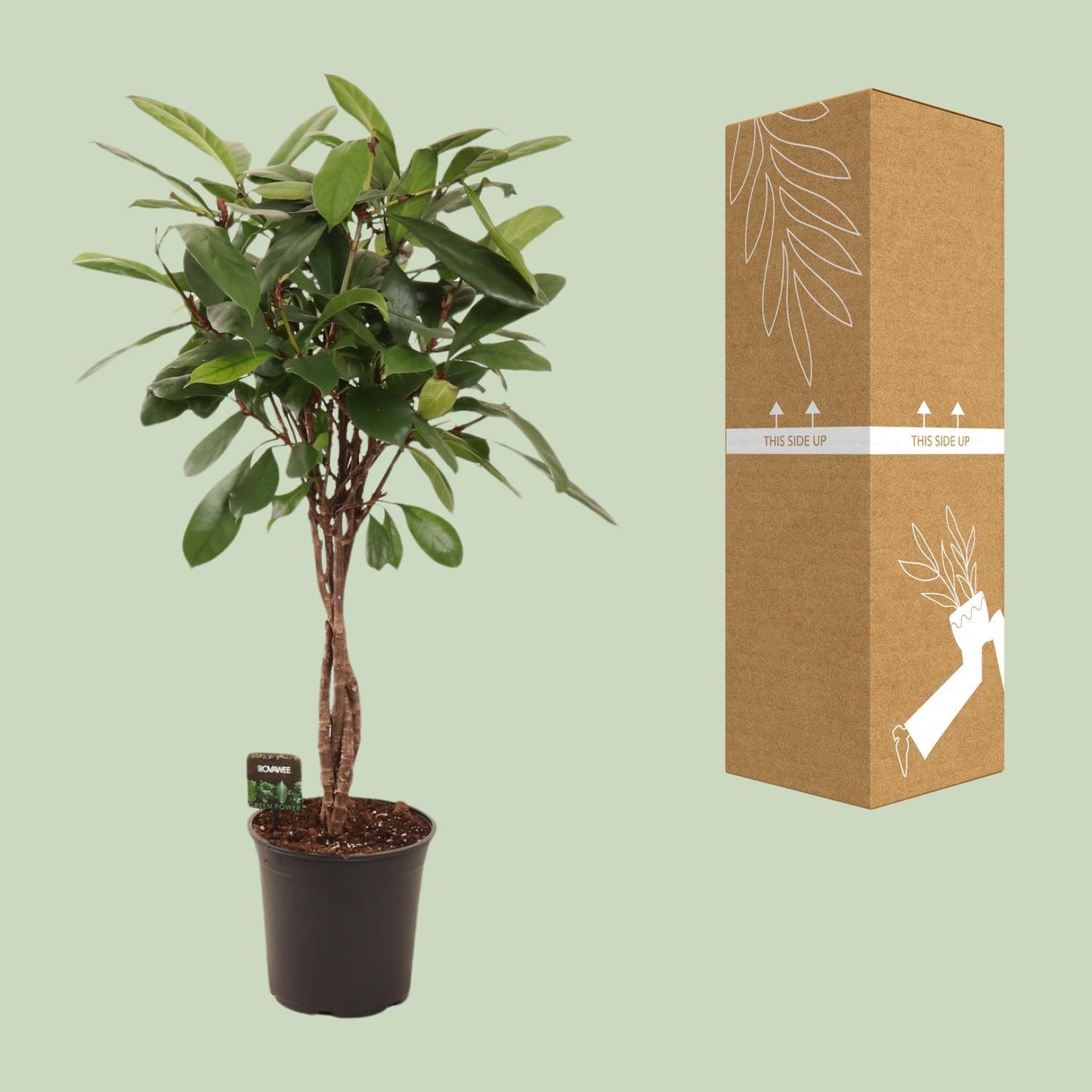 Ficus Cyathistipula - Ø24cm - ↕110cm