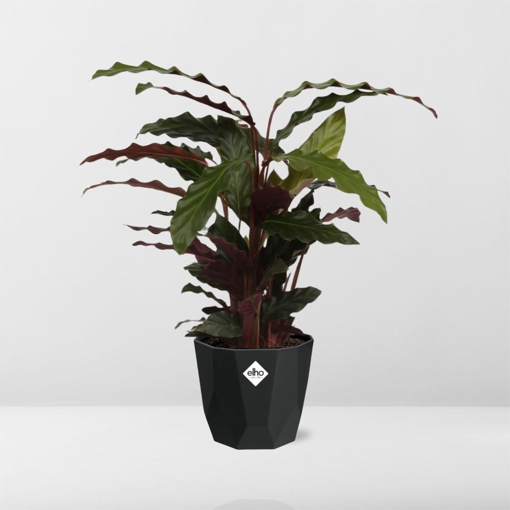 Calathea Rufibarba ‘Tropistar’ in 14cm b.for rock living black