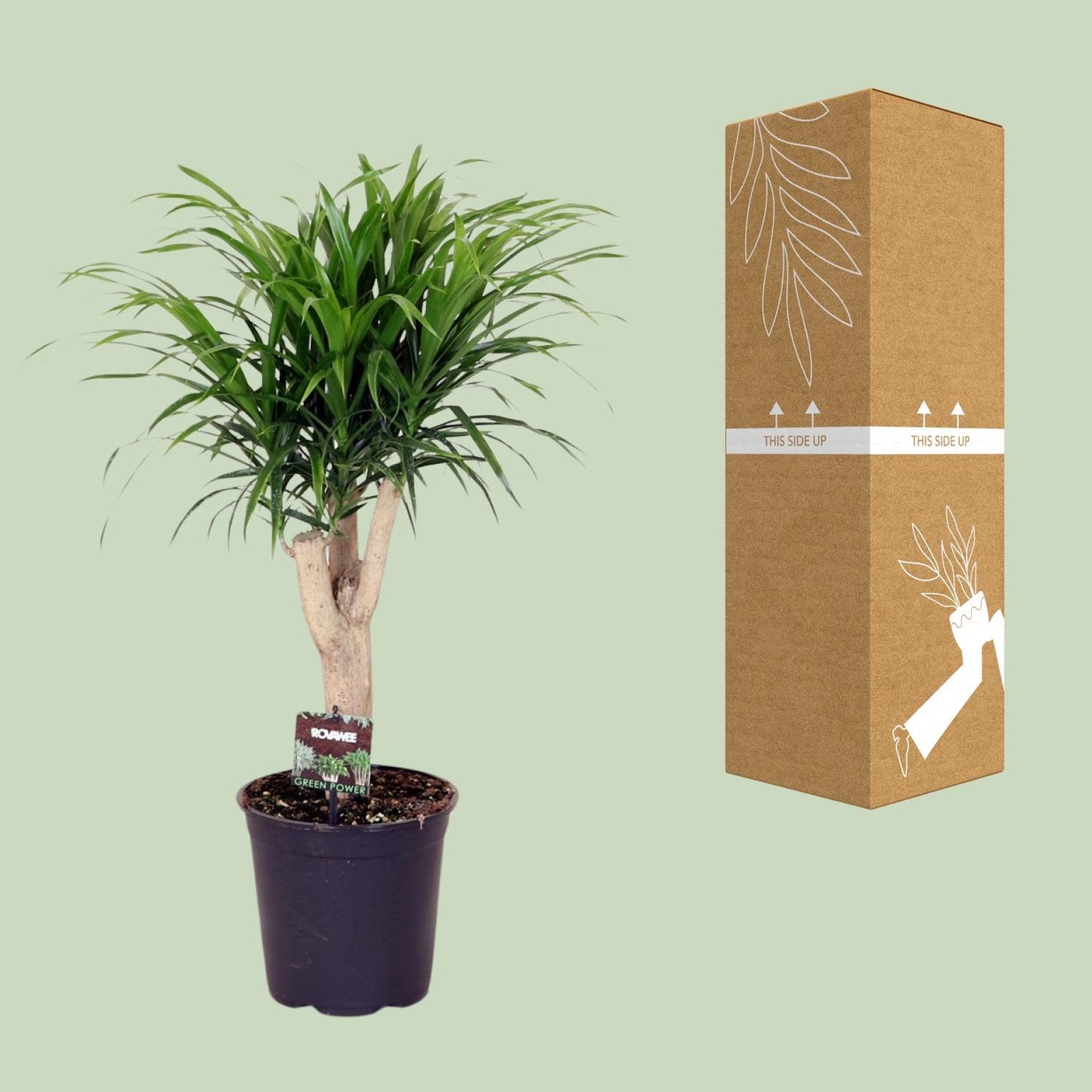 Dracaena Refl. Anita - Ø21cm - ↕70cm