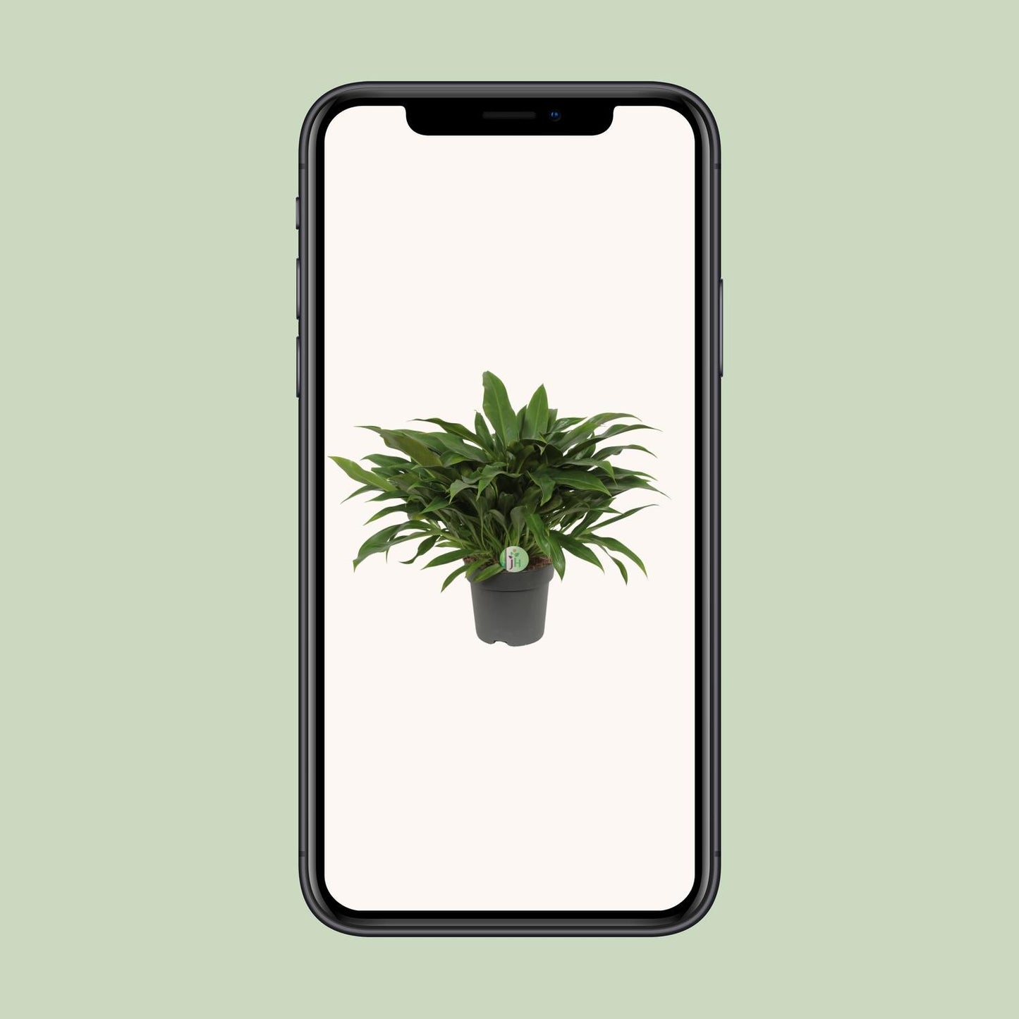 Philodendron Little Phil - Ø17cm - ↕45cm