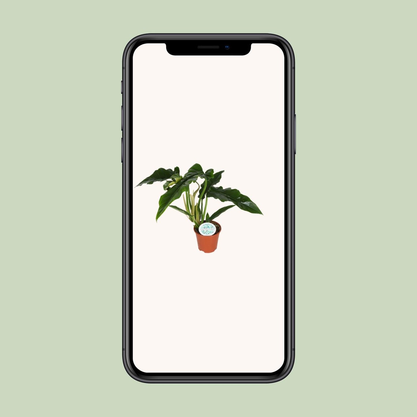 Philodendron Narrow - Ø14cm - ↕40cm