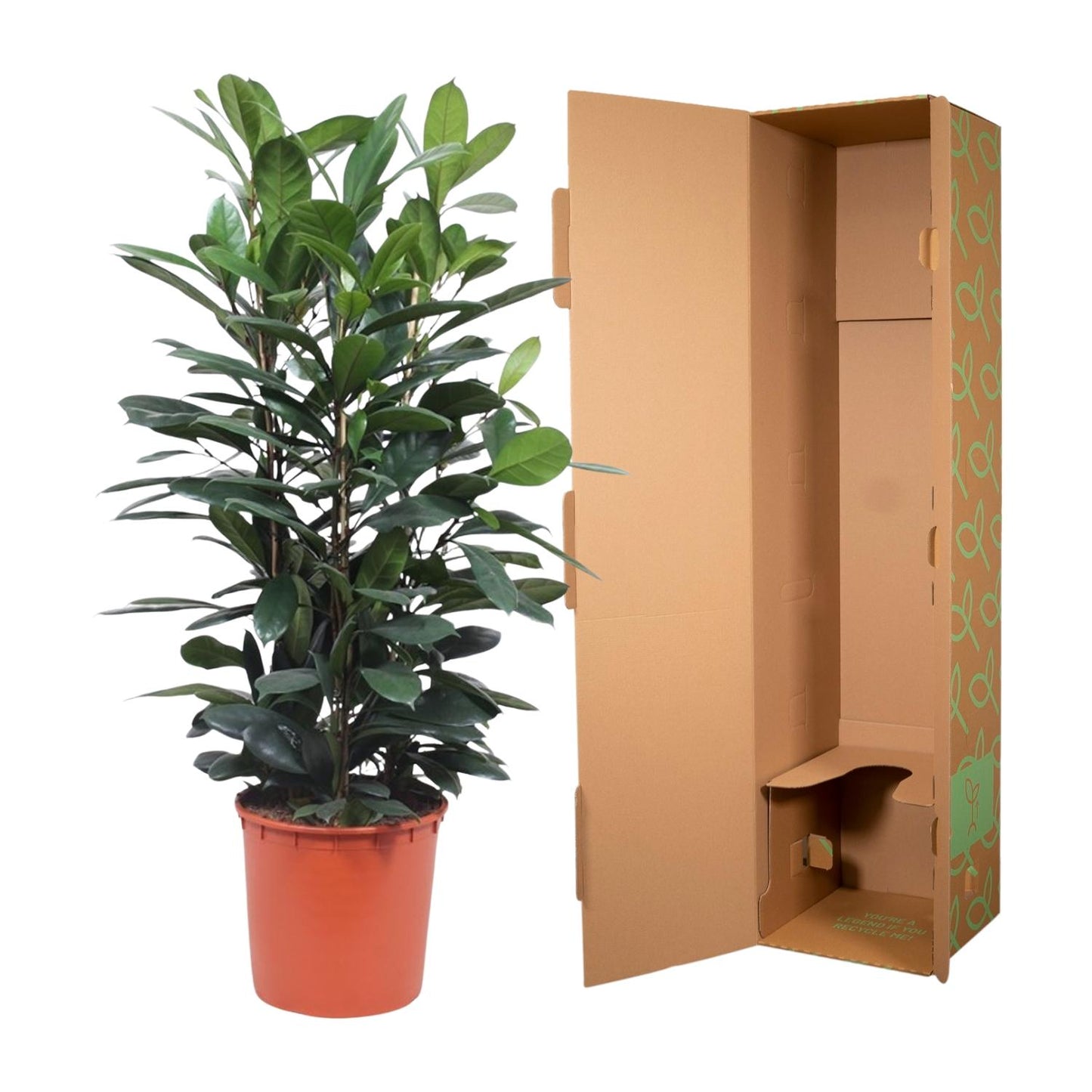 Afrikanischer Feigenbaum – 140 cm Zimmerpflanze