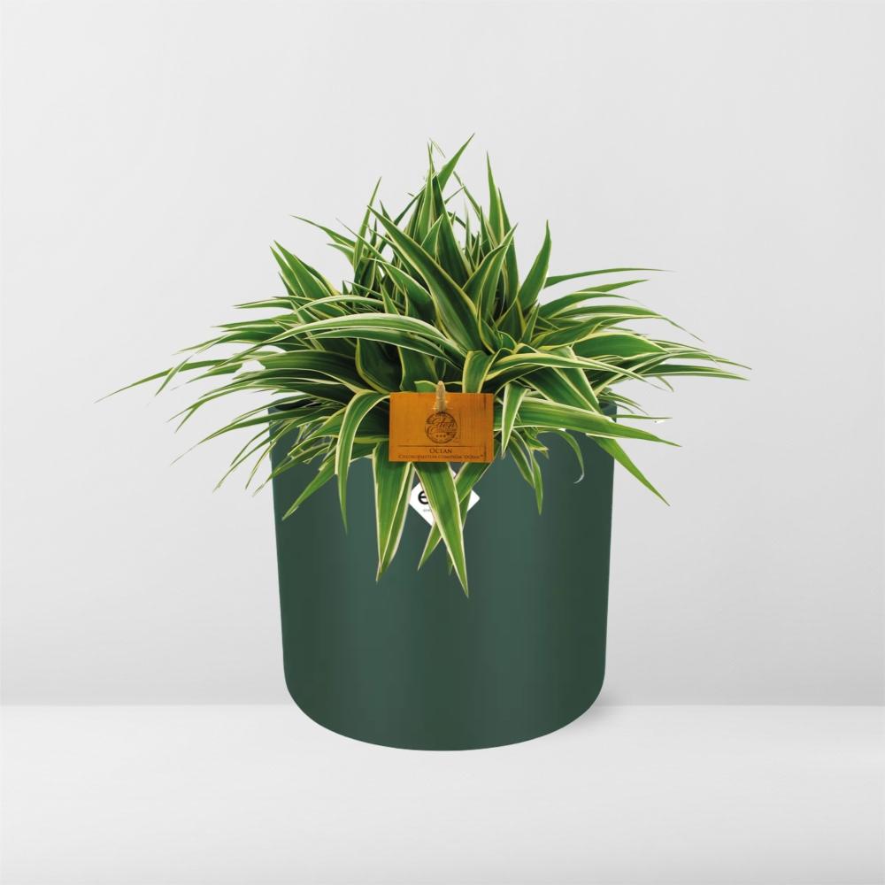 Chlorophytum Ocean 15cm in ELHO b. for soft rond 16cm leaf green